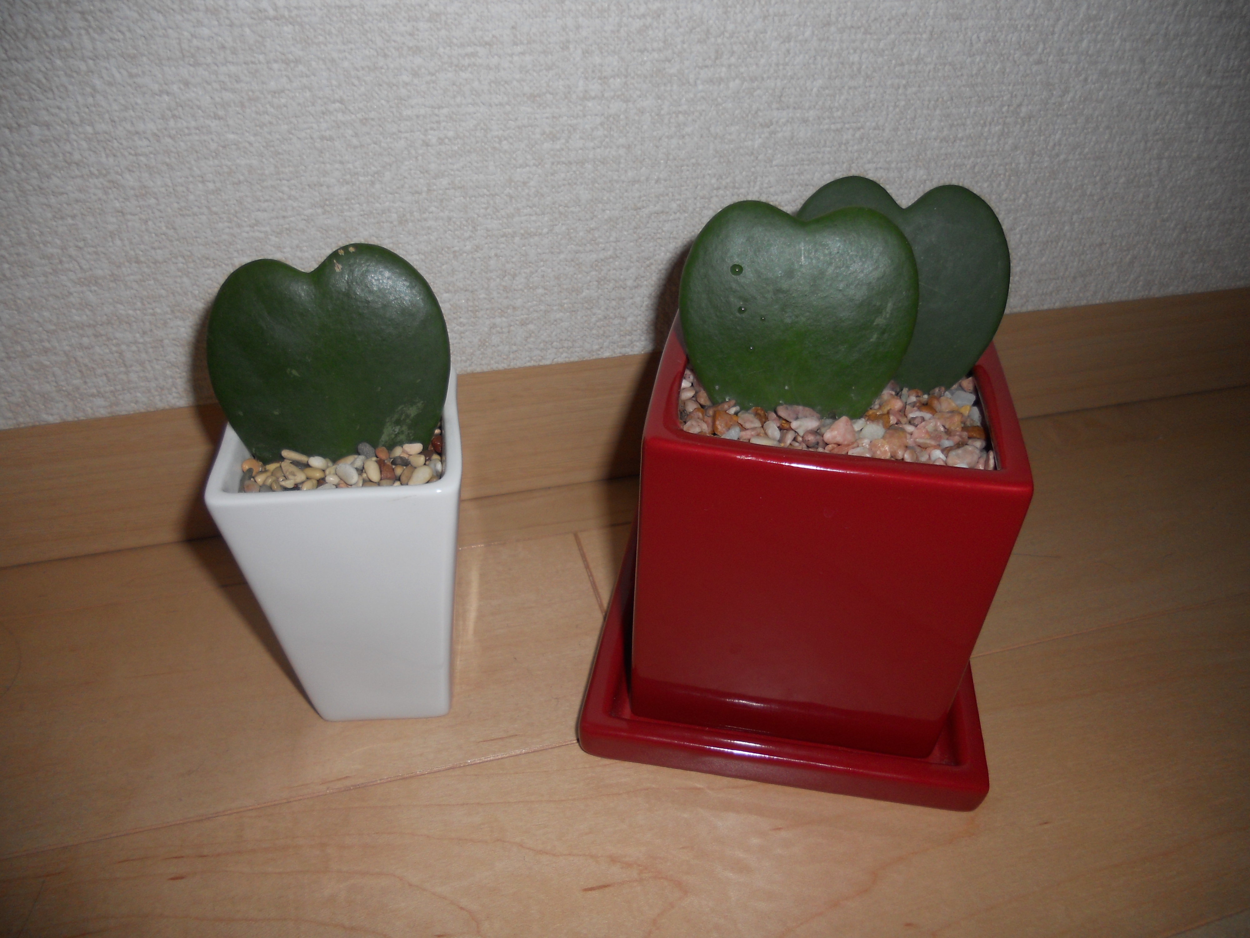 DSCN0195.JPG